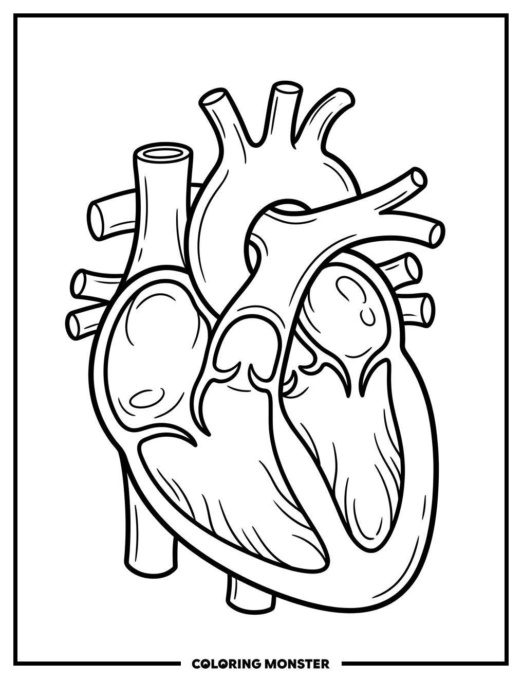 Anatomical Human Heart Coloring Page