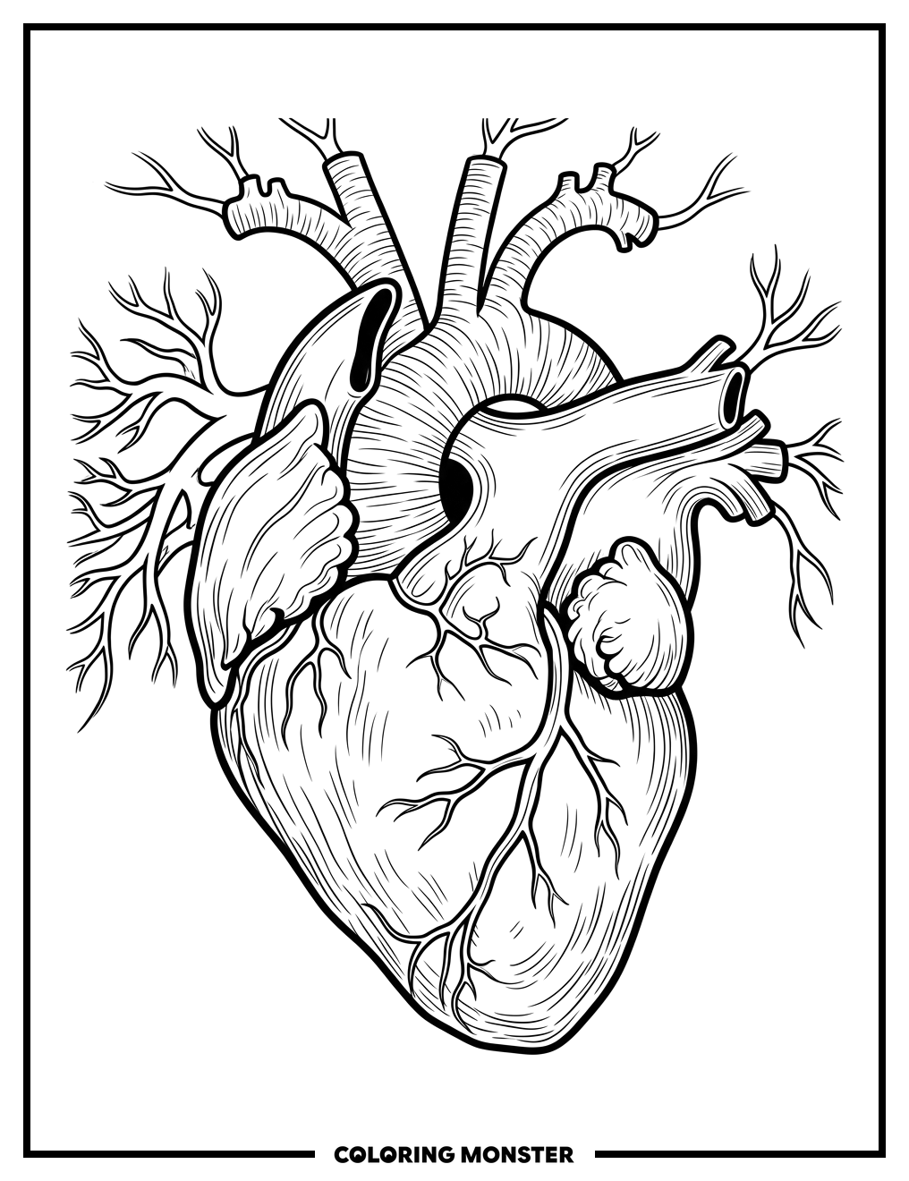Anatomical Human Heart Illustration Coloring Page
