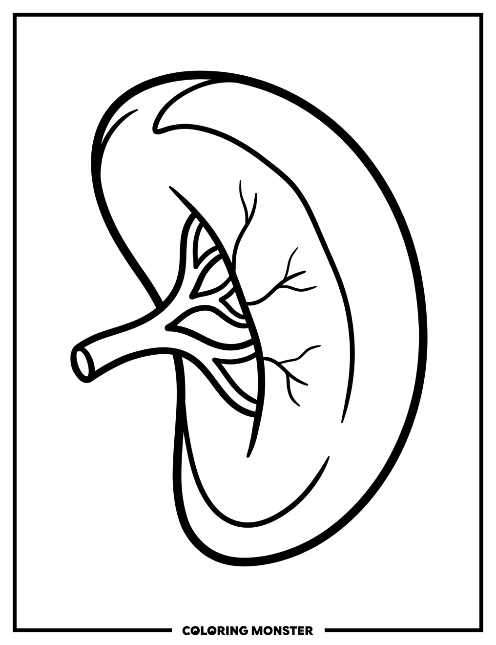Anatomy of a Spleen Coloring Page