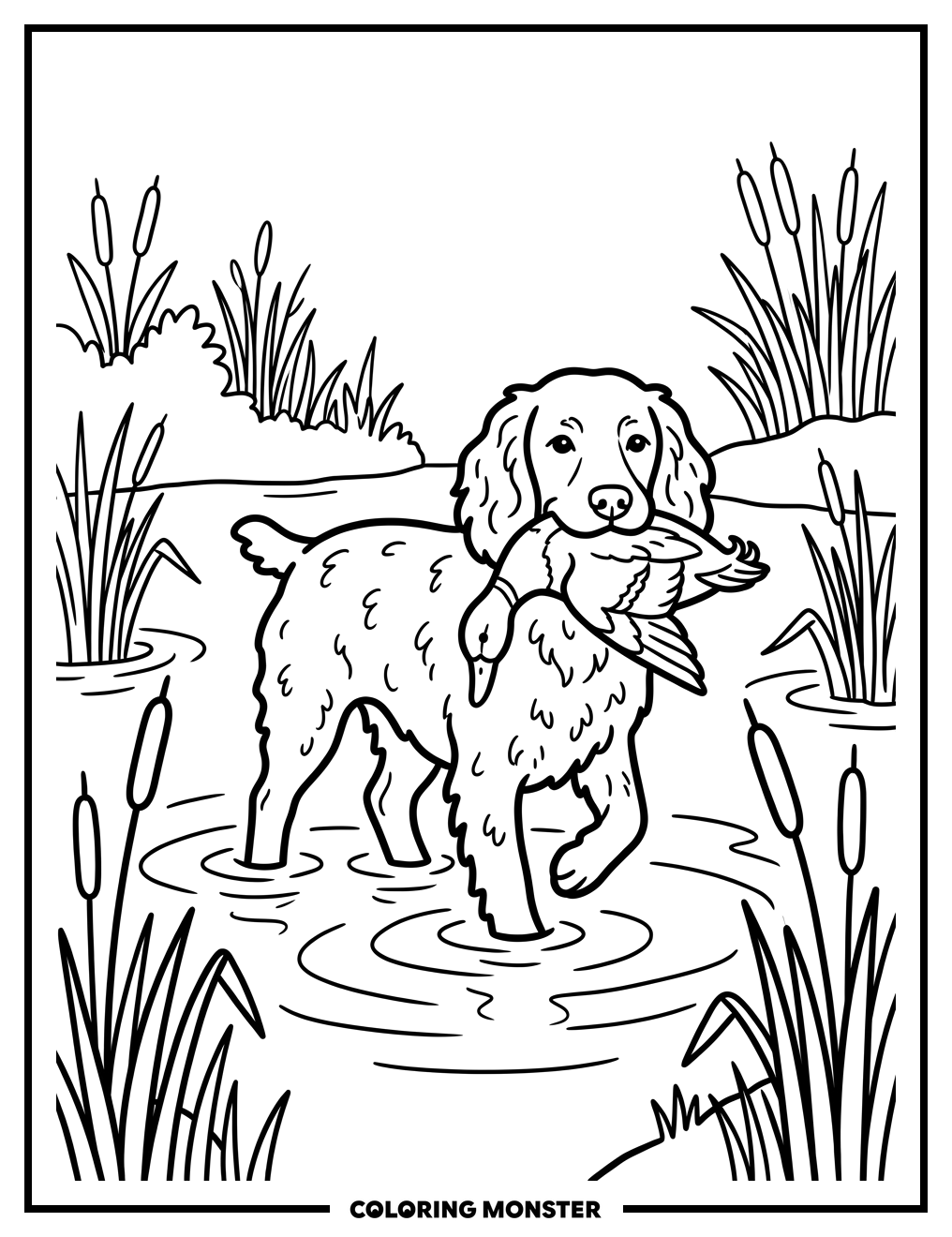Boykin Spaniel With Duck Coloring Page