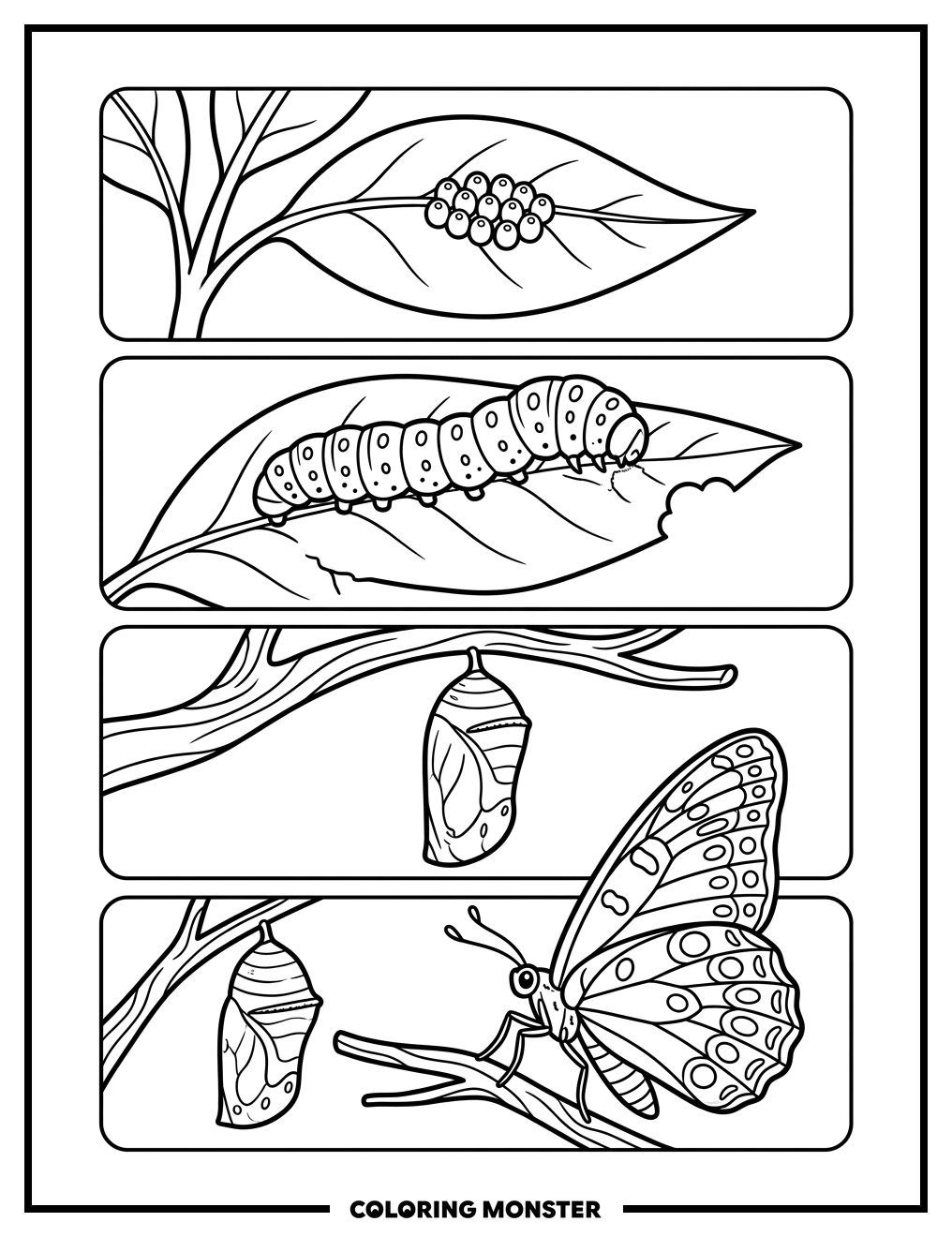 Butterfly Life Cycle Stages Coloring Page