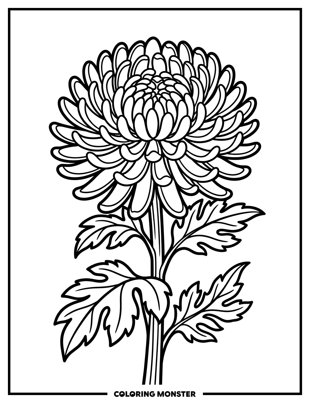 Chrysanthemum Flower in Bloom Coloring Page