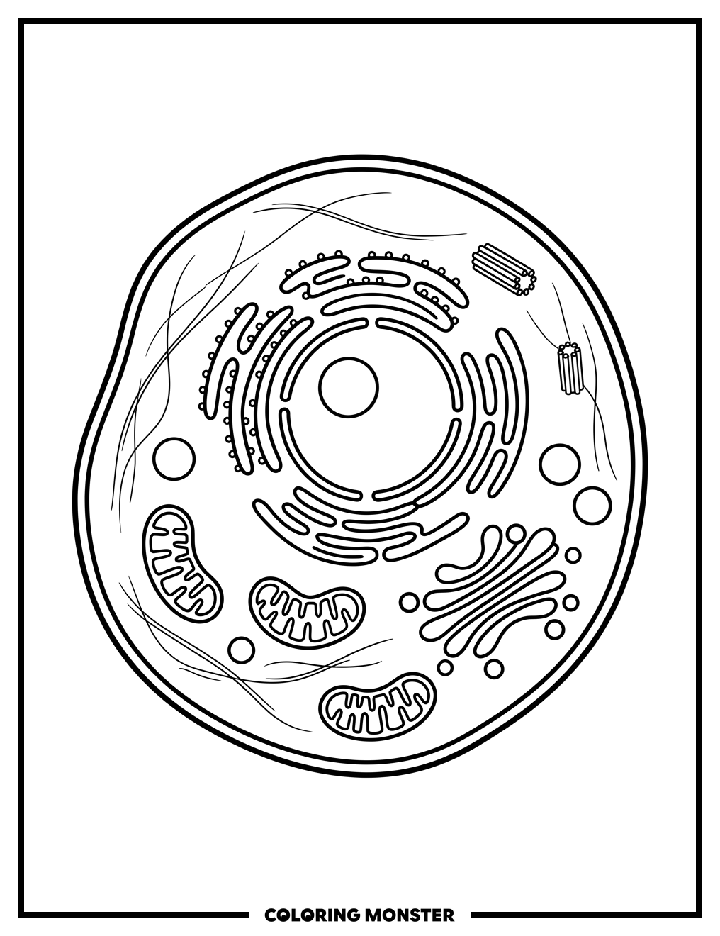 Eukaryotic Cell Diagram Coloring Page