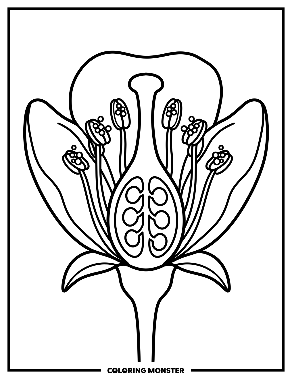 Flower Cross-Section Detailed View Coloring Page