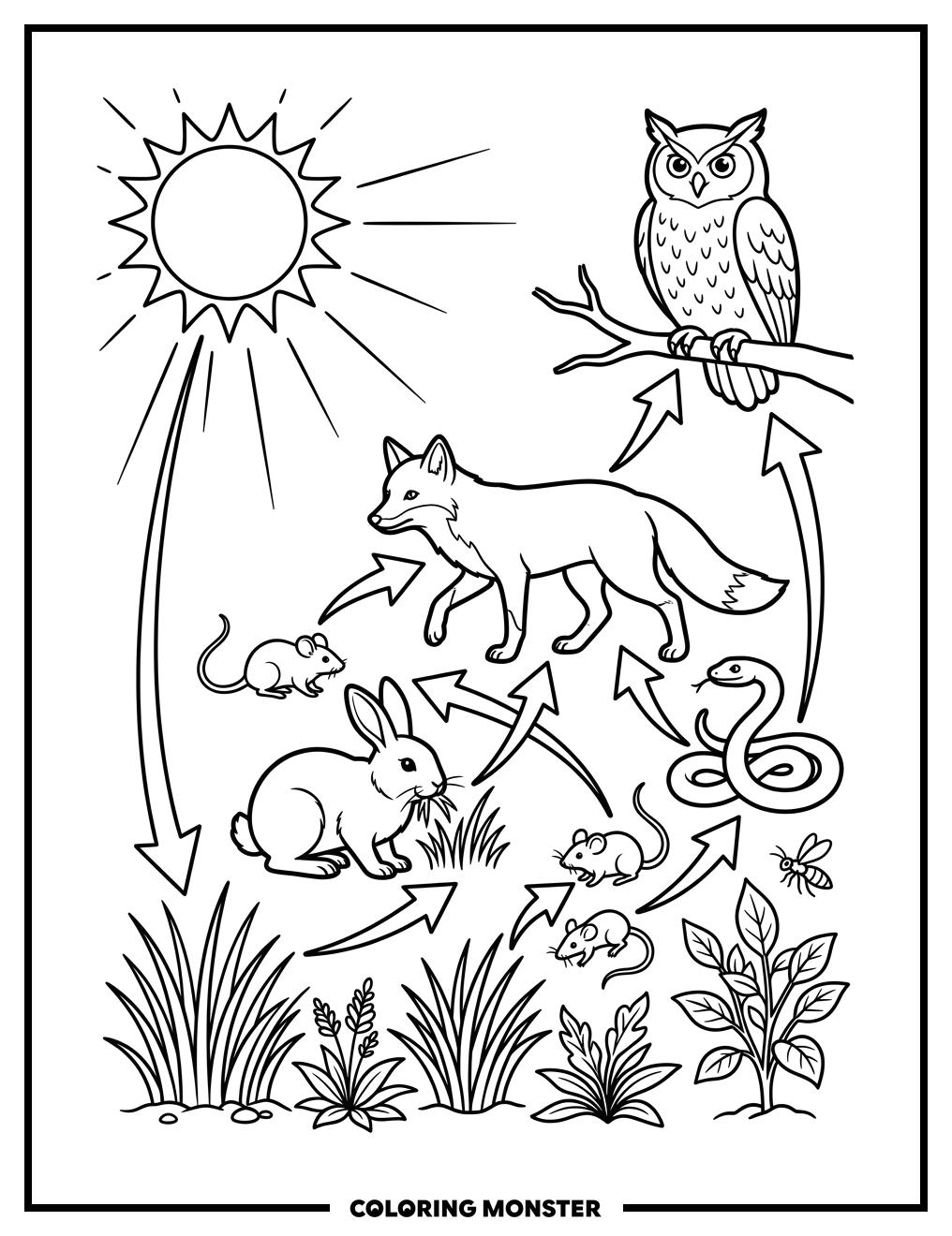 Food Web With Sun, Plants, and Animals Coloring Page