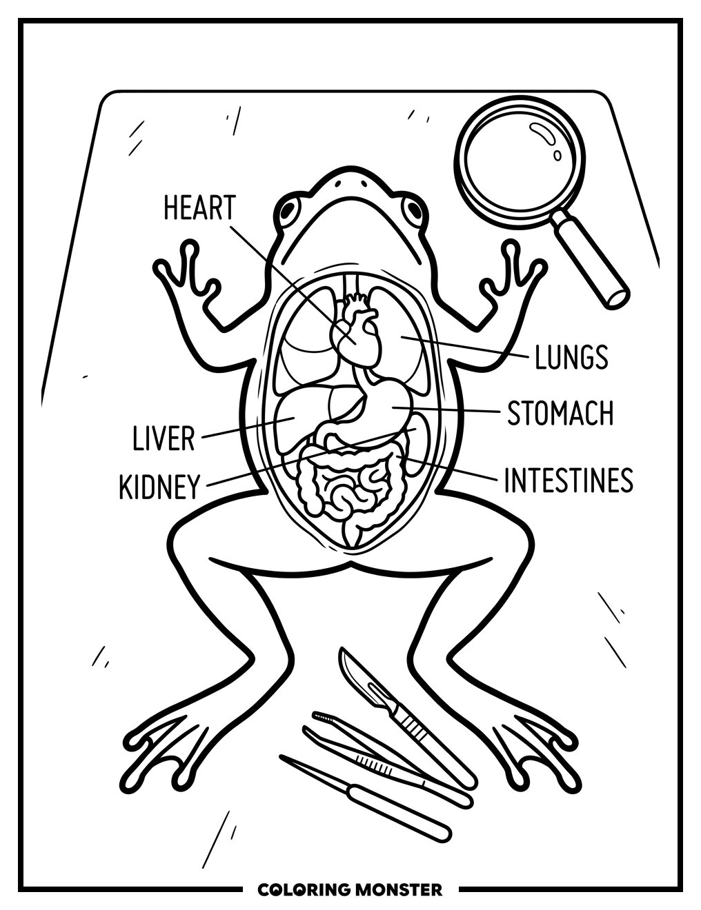 Frog Anatomy Study Coloring Page