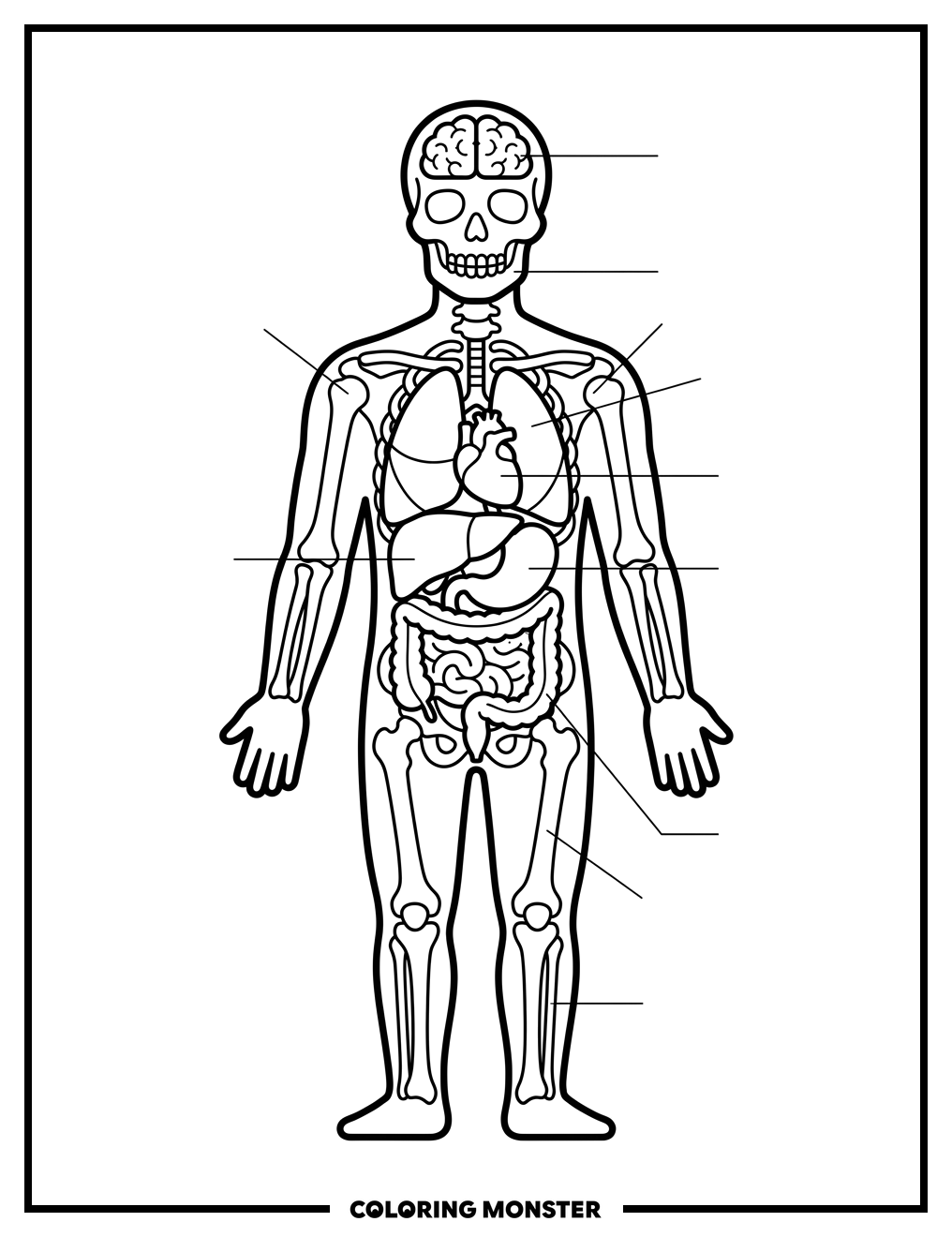 Human Body Anatomy Coloring Page