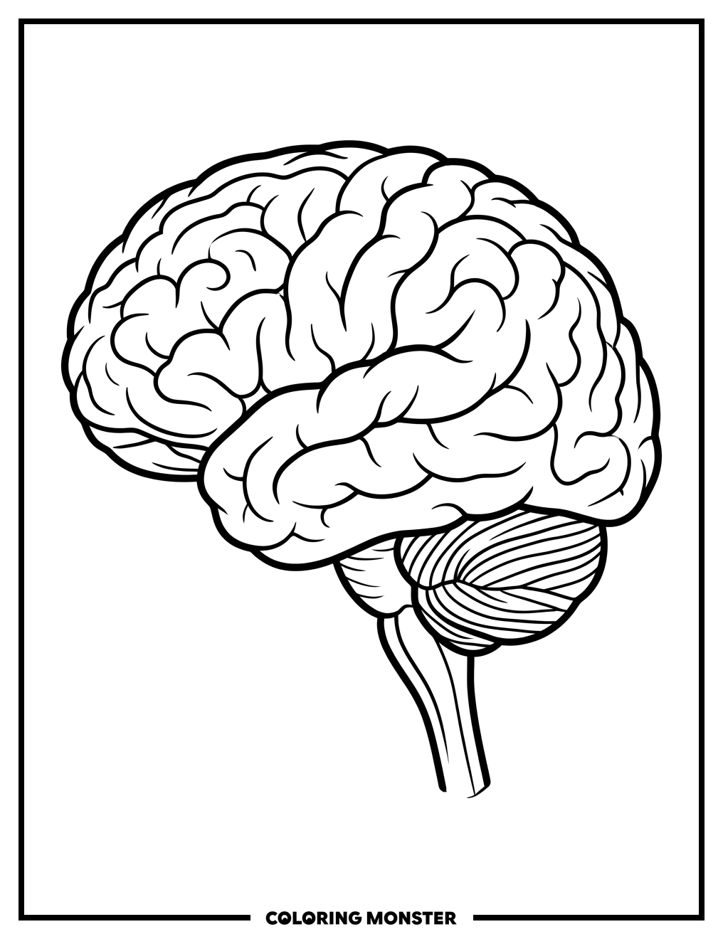 Human Brain Anatomy Diagram Coloring Page