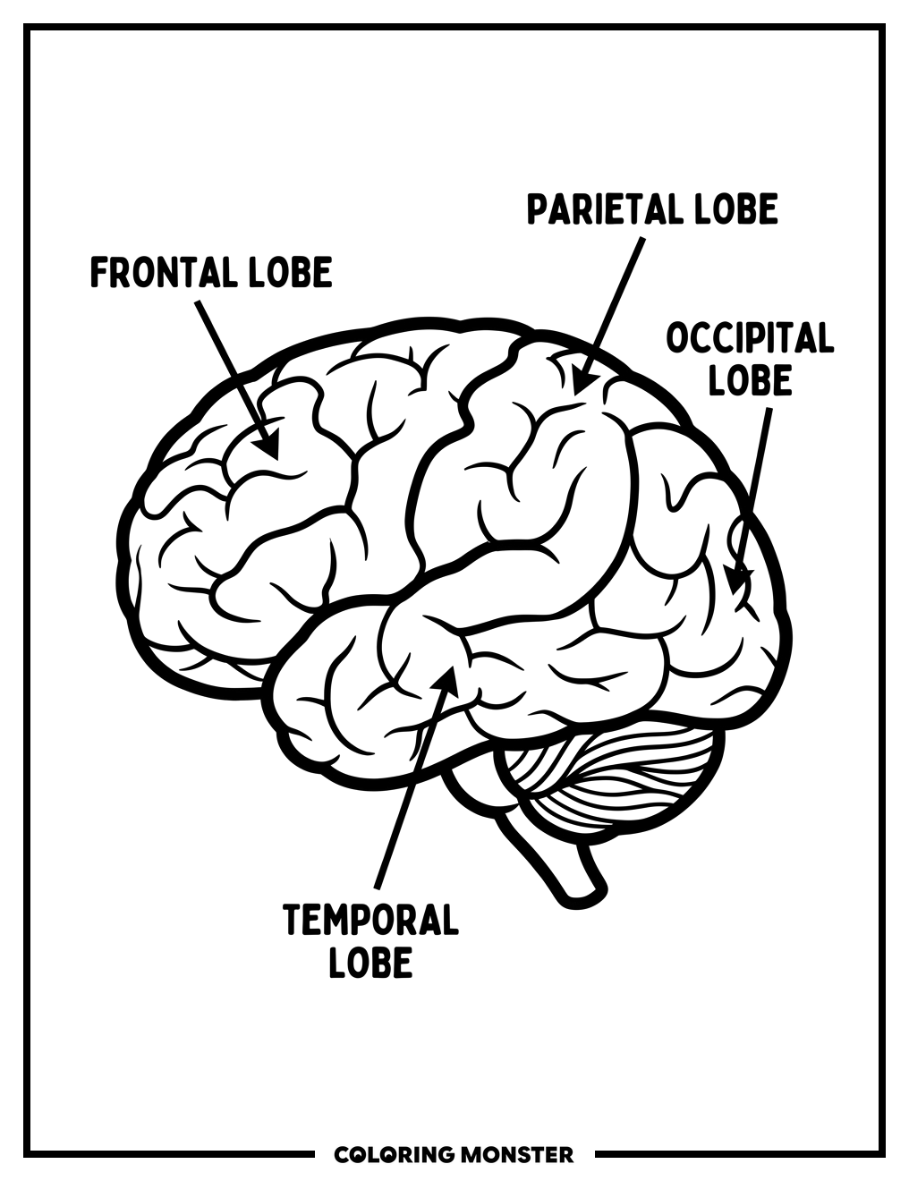 Human Brain Anatomy Side View Coloring Page