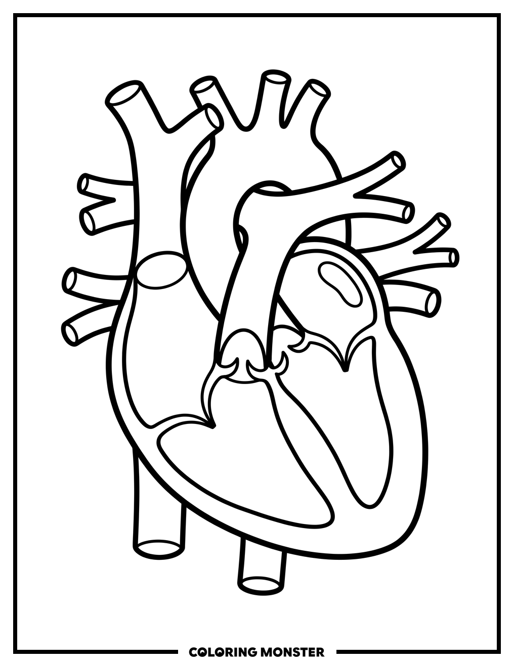 Human Heart Anatomy Diagram Coloring Page