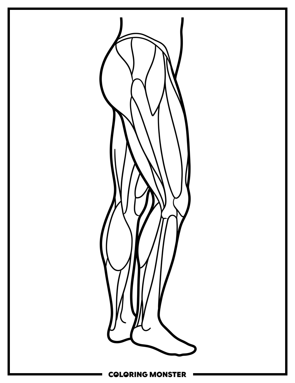Human Leg Muscles Diagram Coloring Page