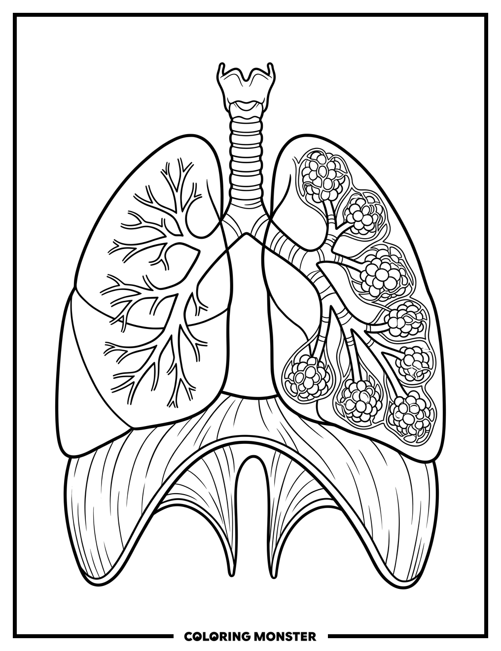 Human Lung Anatomy Diagram Coloring Page