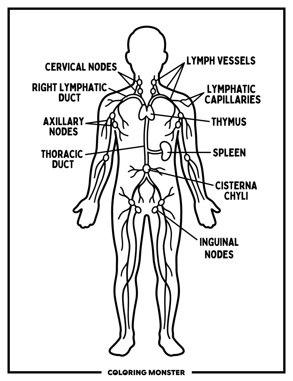 Human Lymphatic System Diagram Coloring Page
