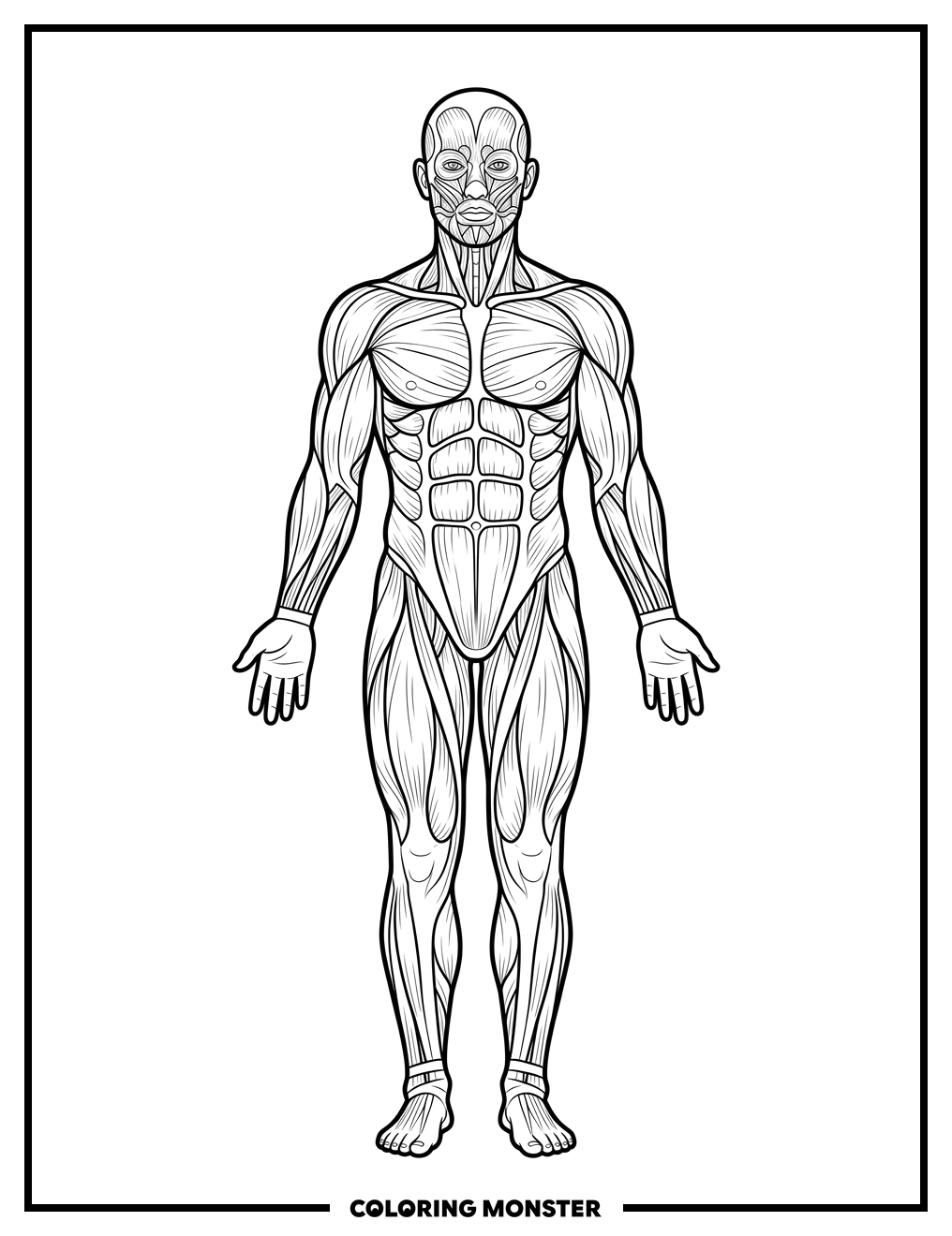 Human Muscular System Anatomy Coloring Page