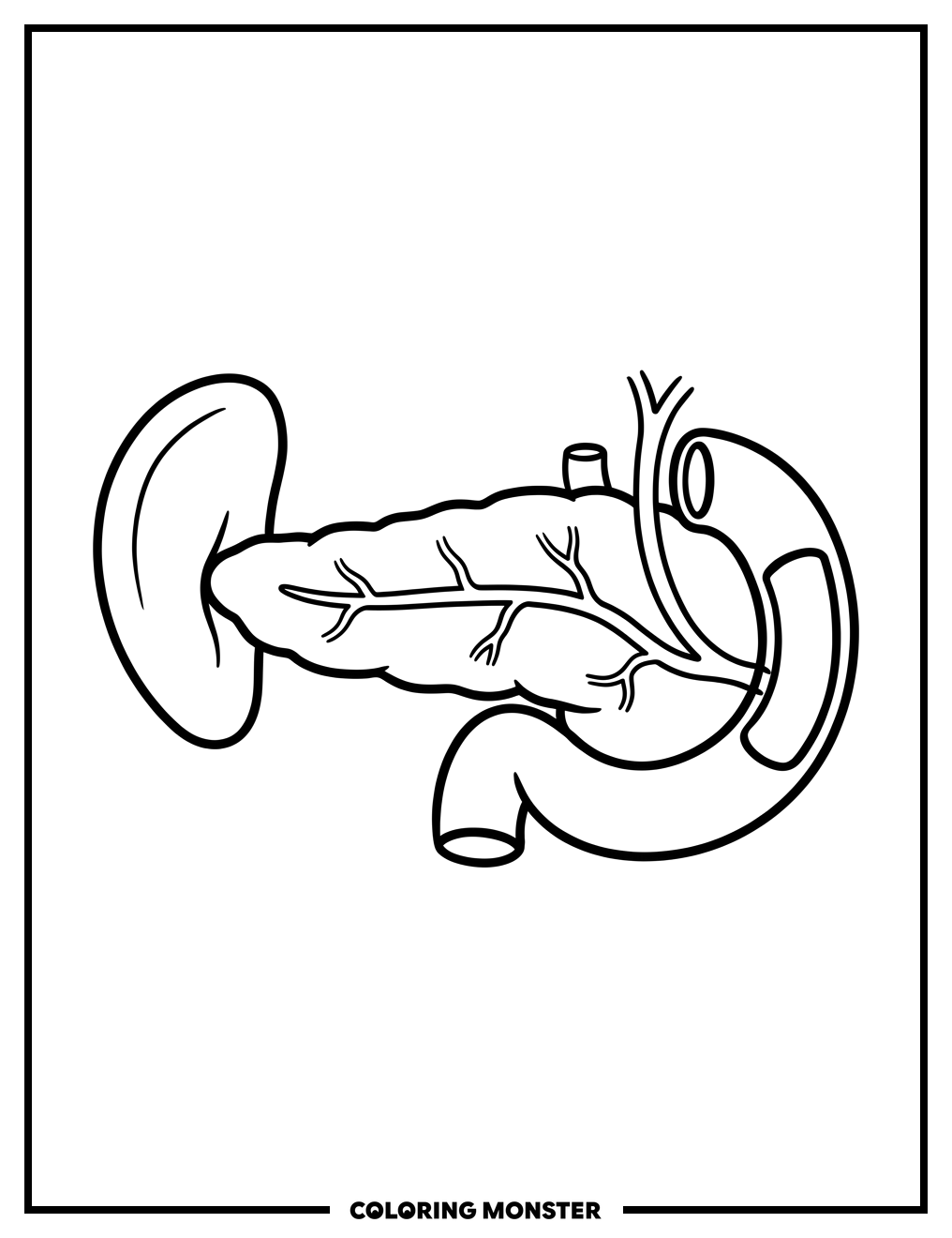 Human Pancreas Anatomy Illustration Coloring Page