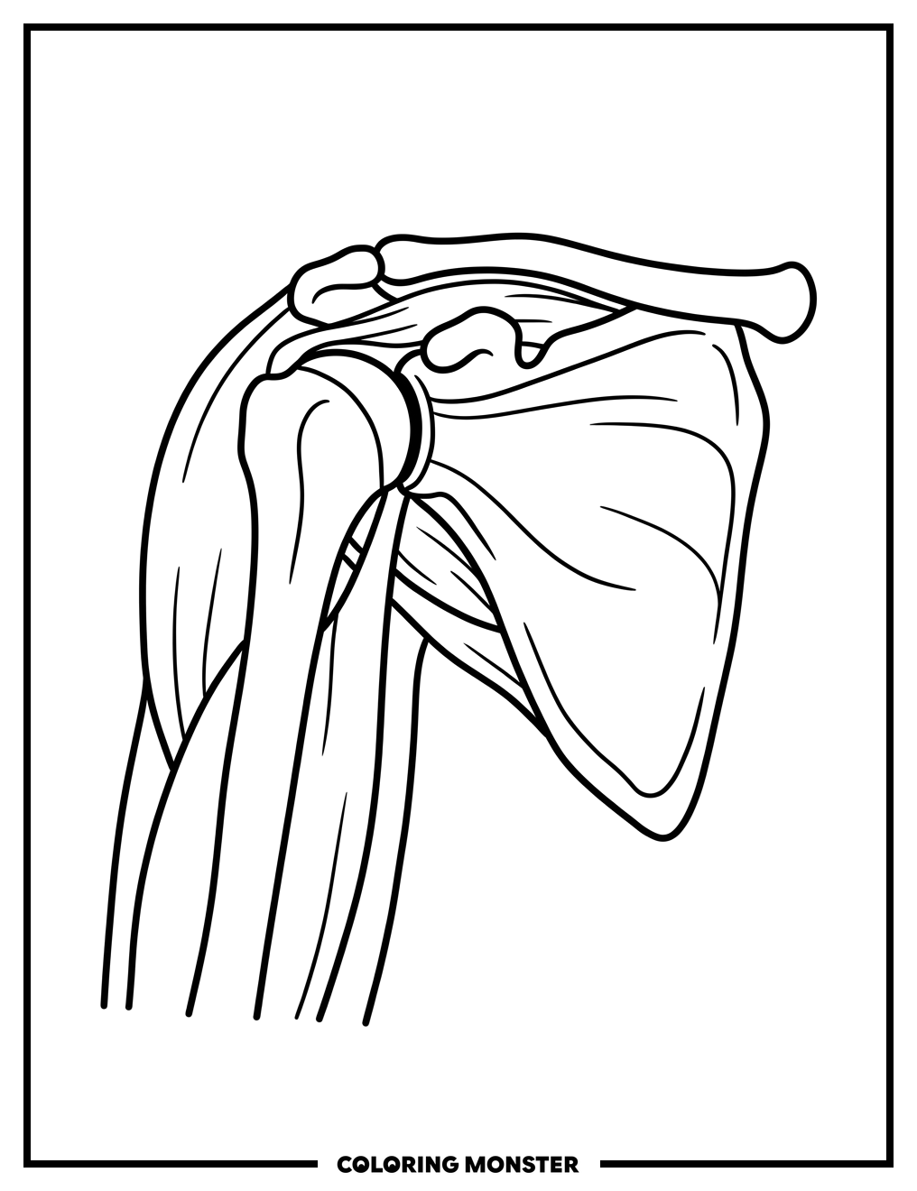 Human Shoulder Joint Anatomy Coloring Page