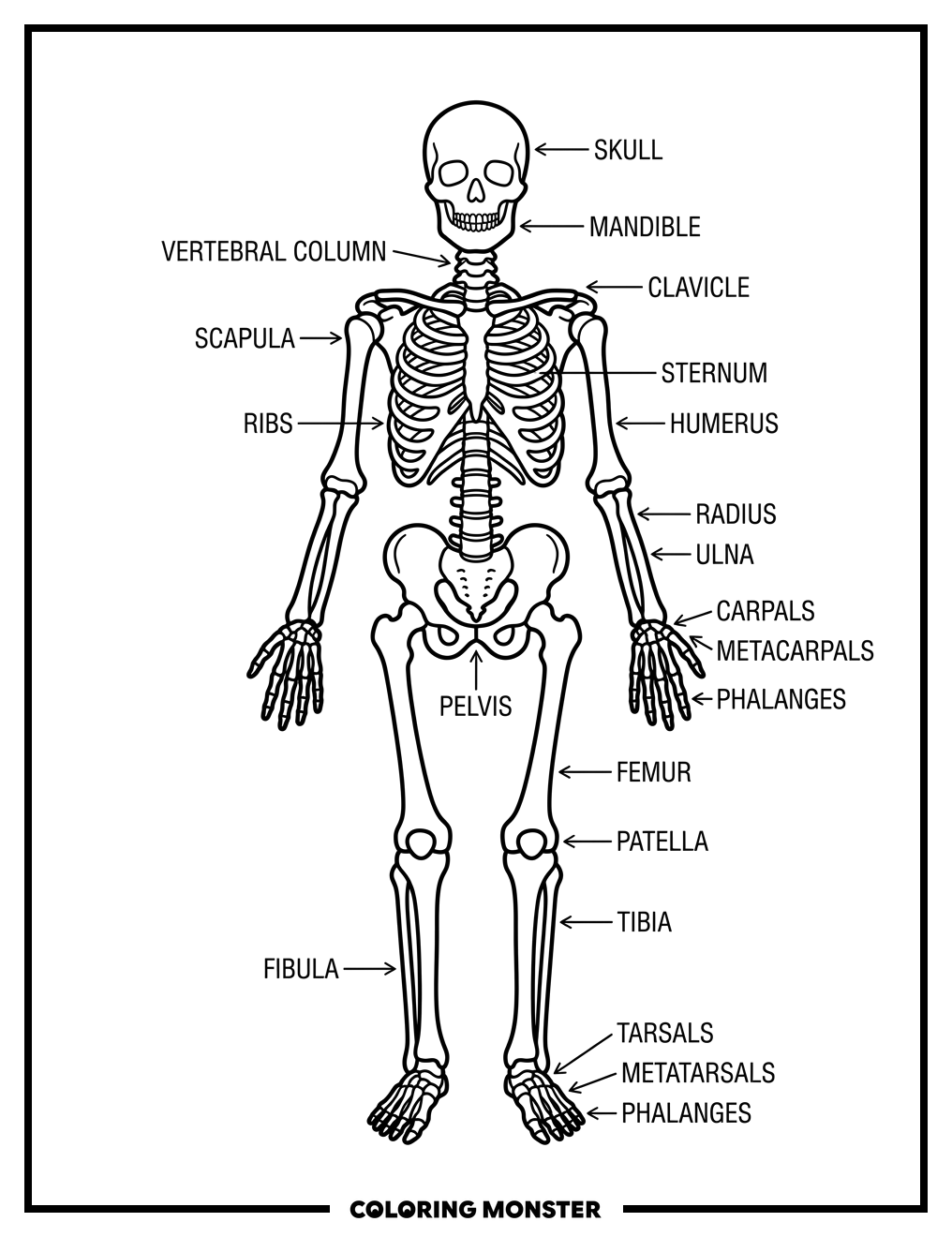 Human Skeleton Anatomy Chart Coloring Page