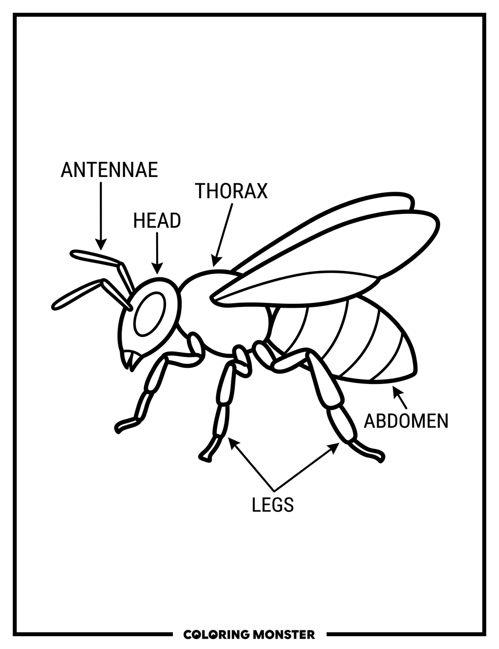 Insect Body Diagram Coloring Page