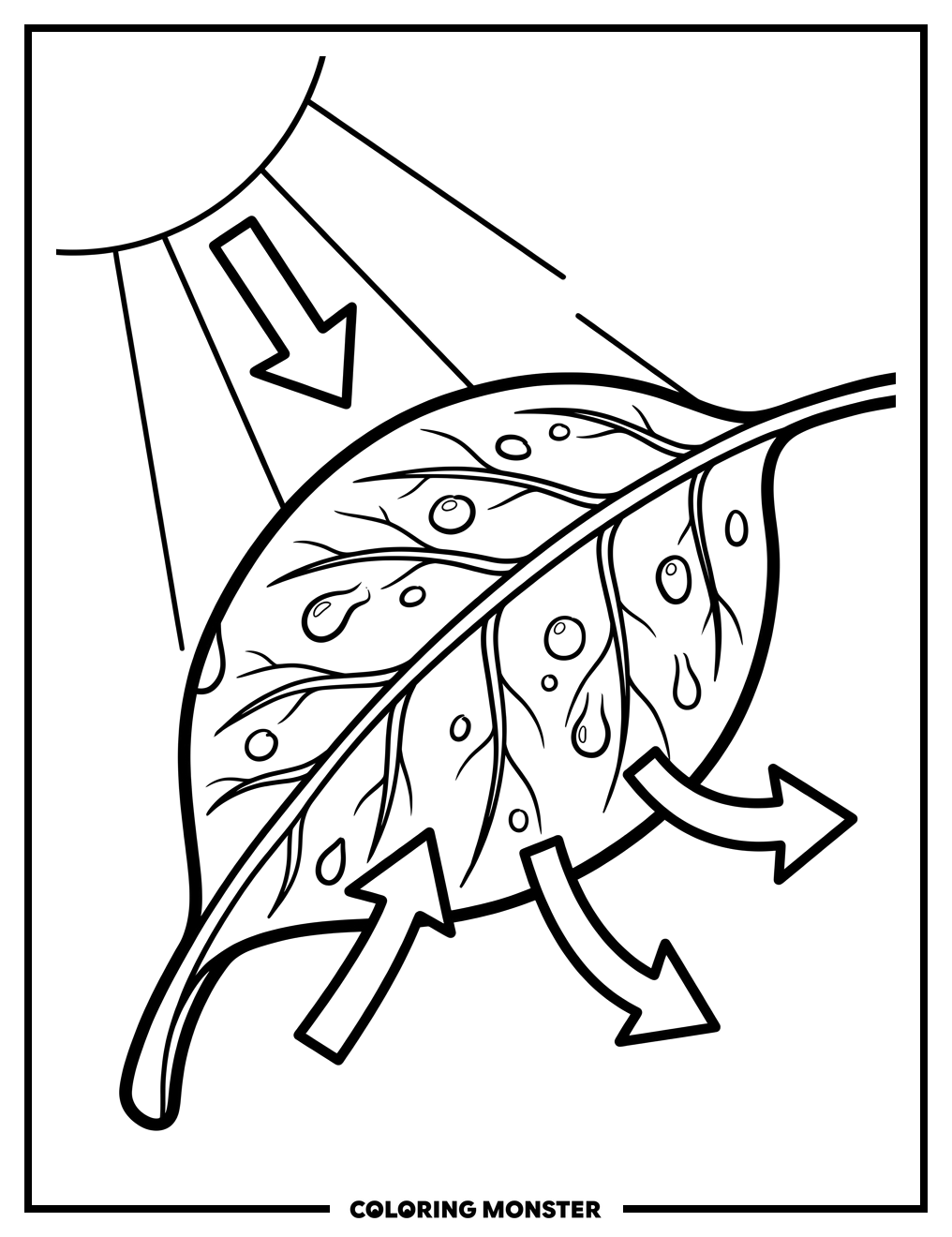 Leaf With Sunlight and Diagram Coloring Page