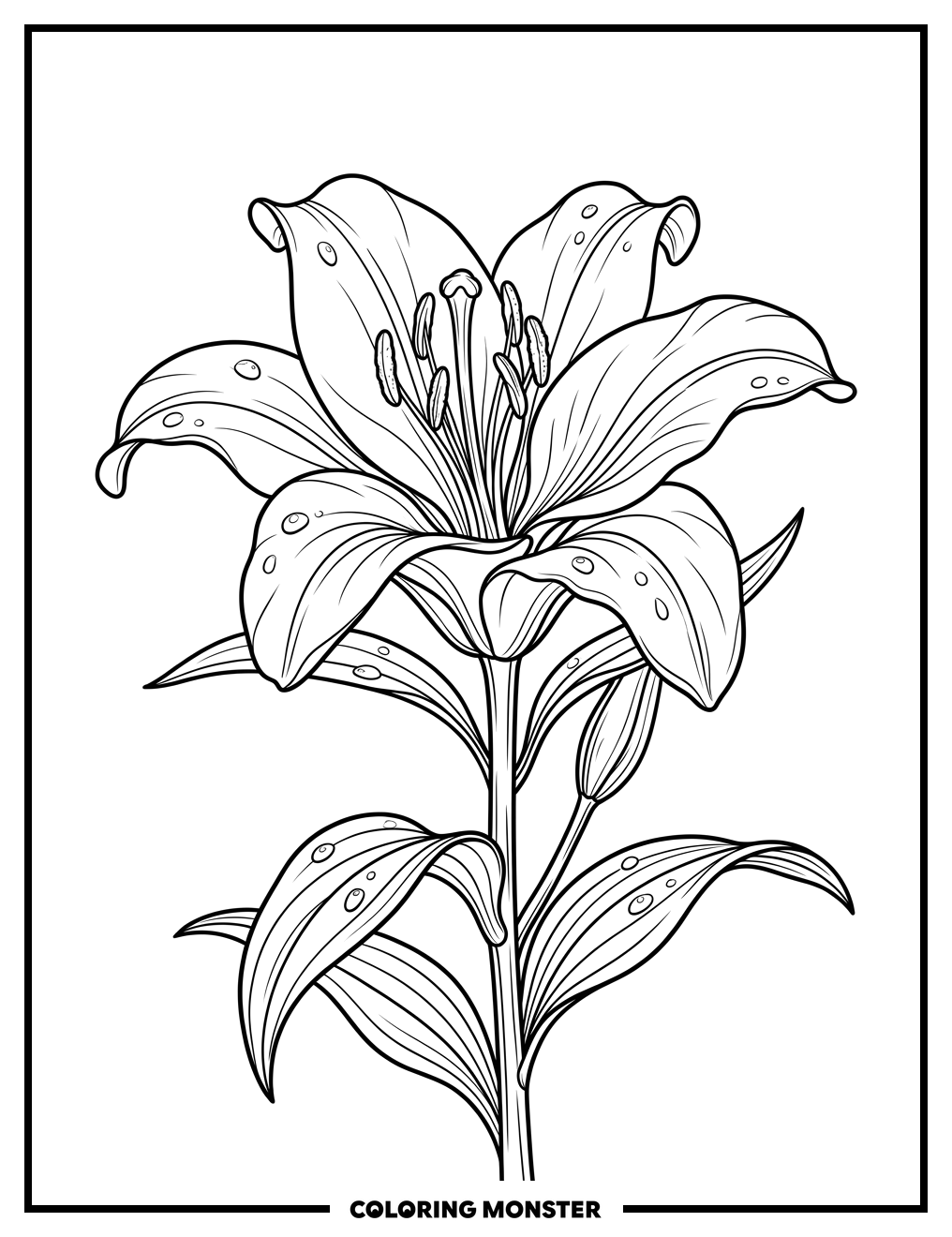Lily Flower in Bloom Coloring Page