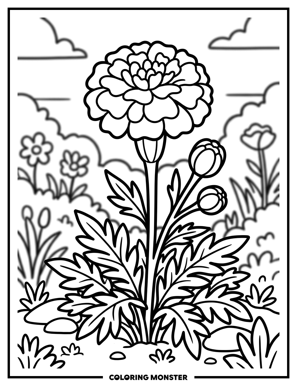 Marigold Flower in Garden Coloring Page