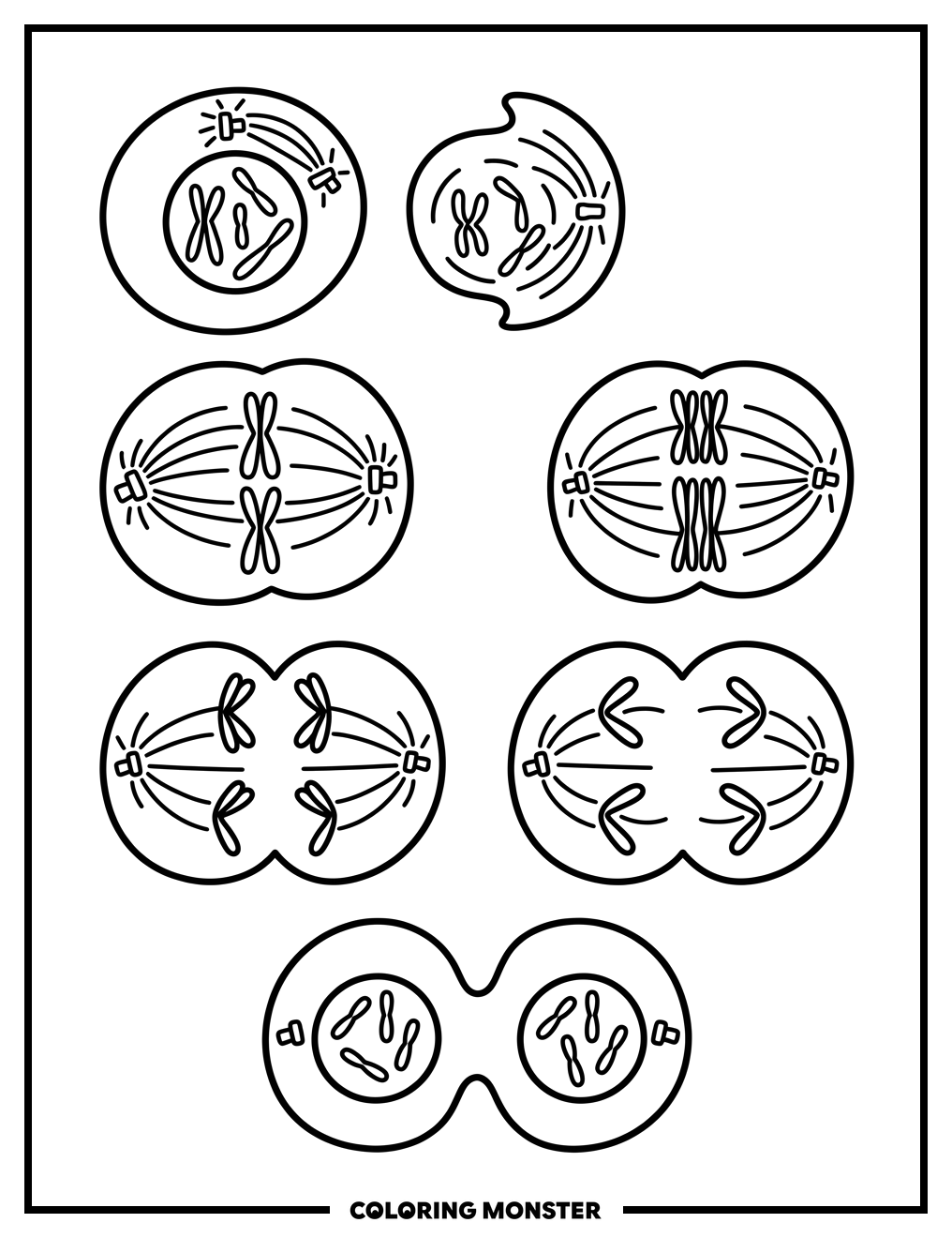 Mitosis Cell Division Stages Coloring Page