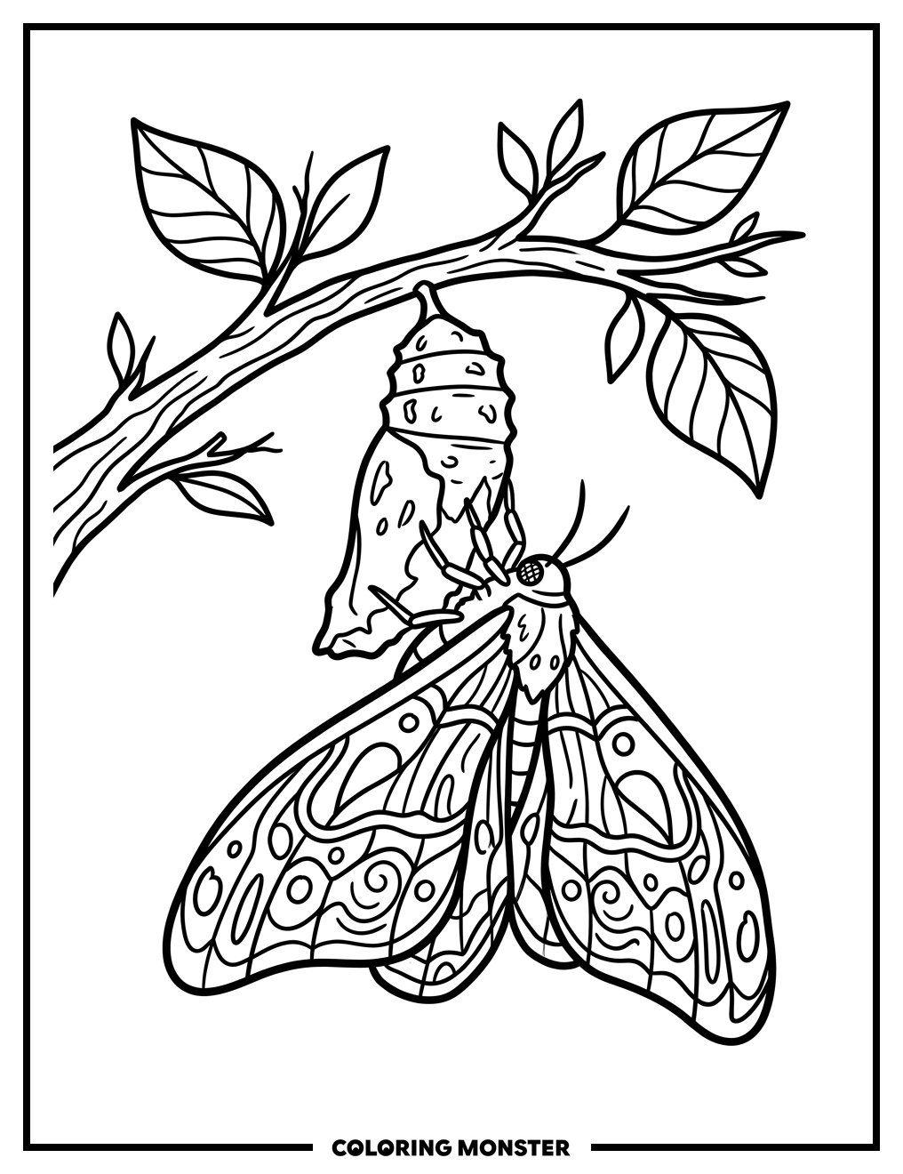 Moth Emerging From Chrysalis Coloring Page