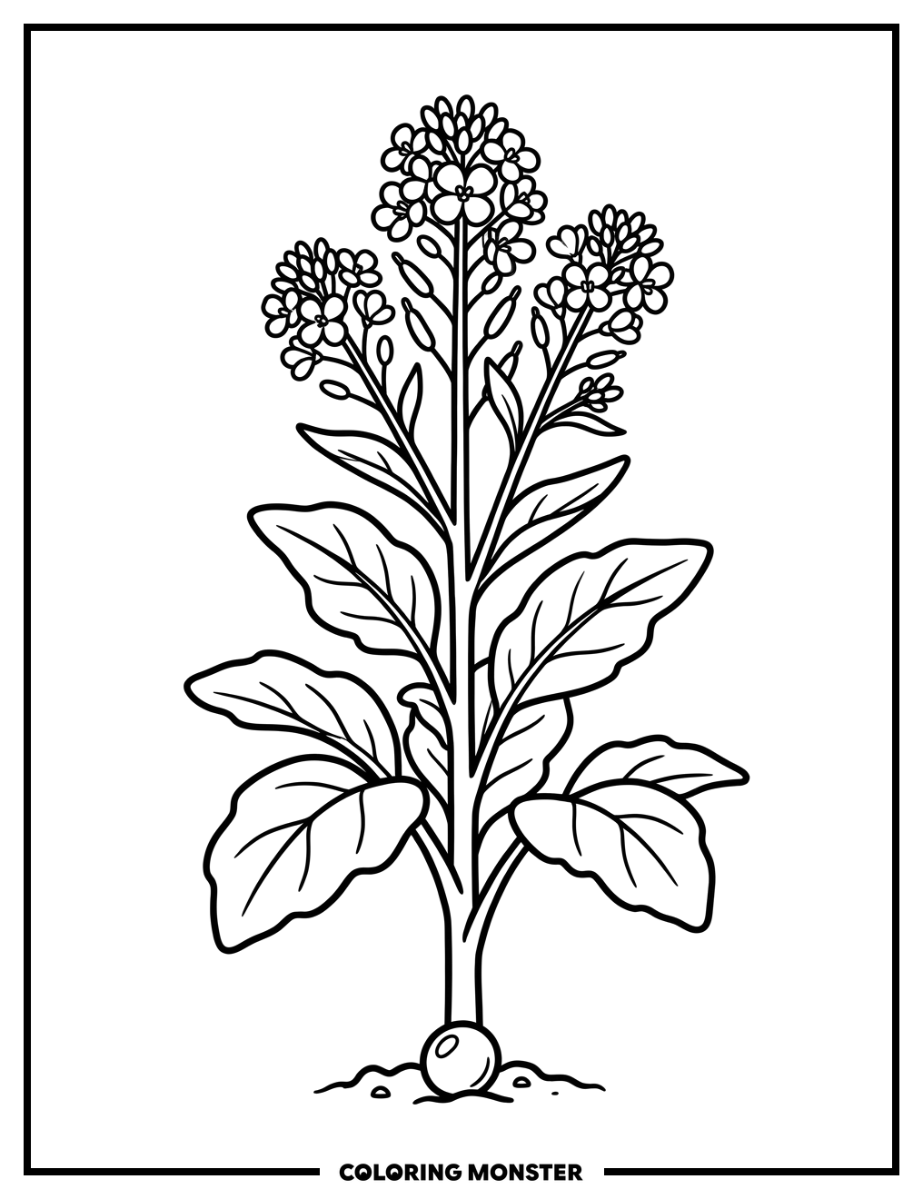 Mustard Seed and Plant Coloring Page
