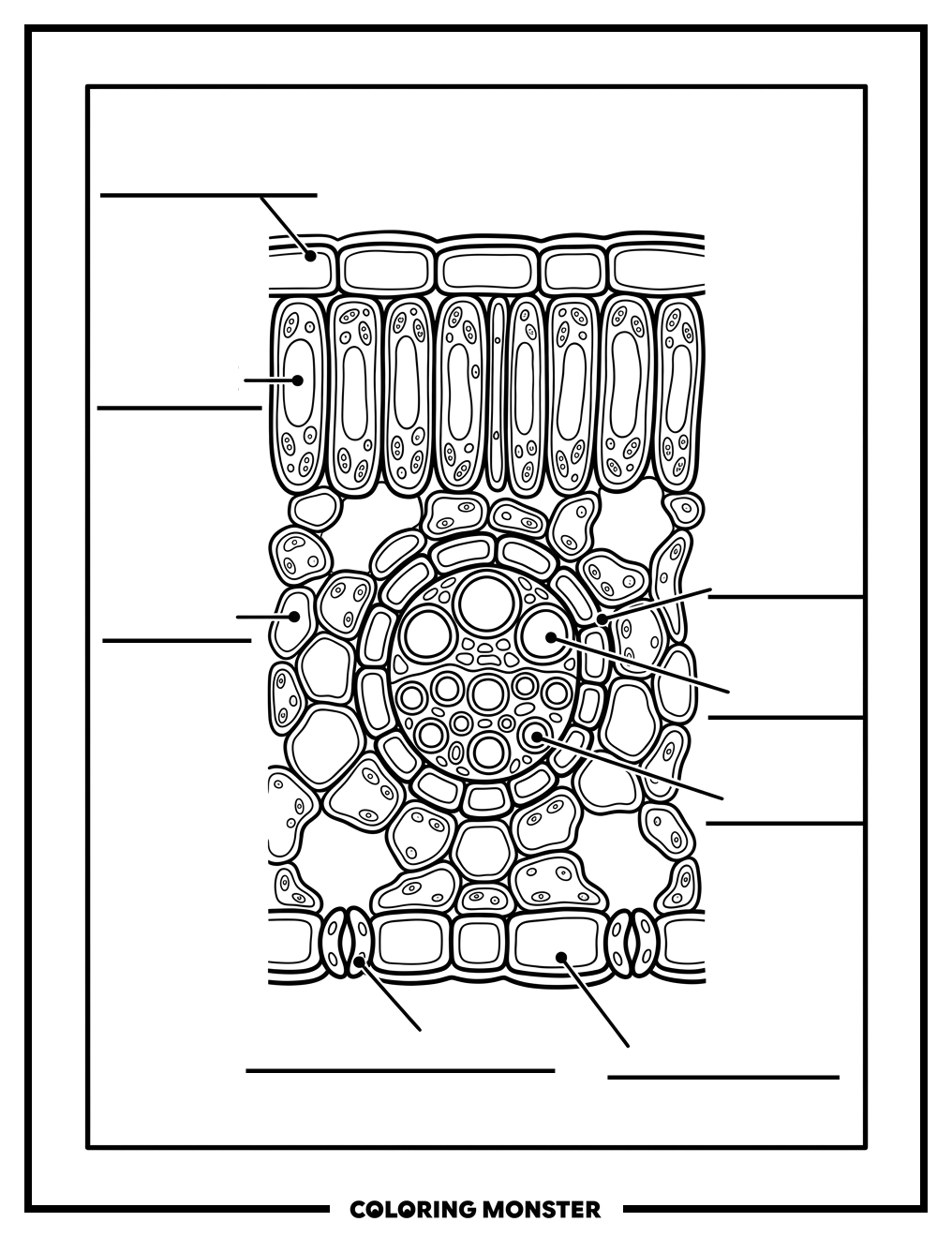 Oak Leaf Cross-Section With Labels