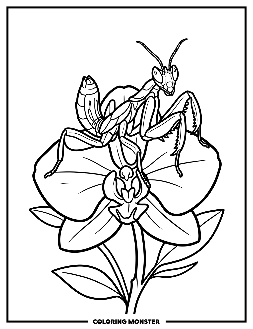 Orchid Mantis on a Flower Coloring Page