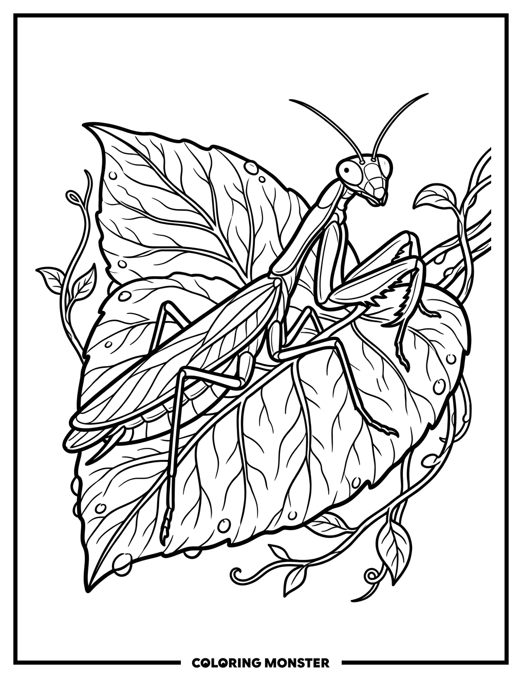 Praying Mantis on Leaf Coloring Page