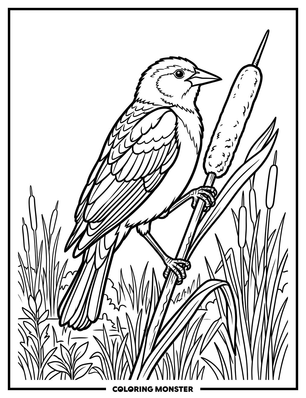 Red Winged Blackbird on Cattail Coloring Page