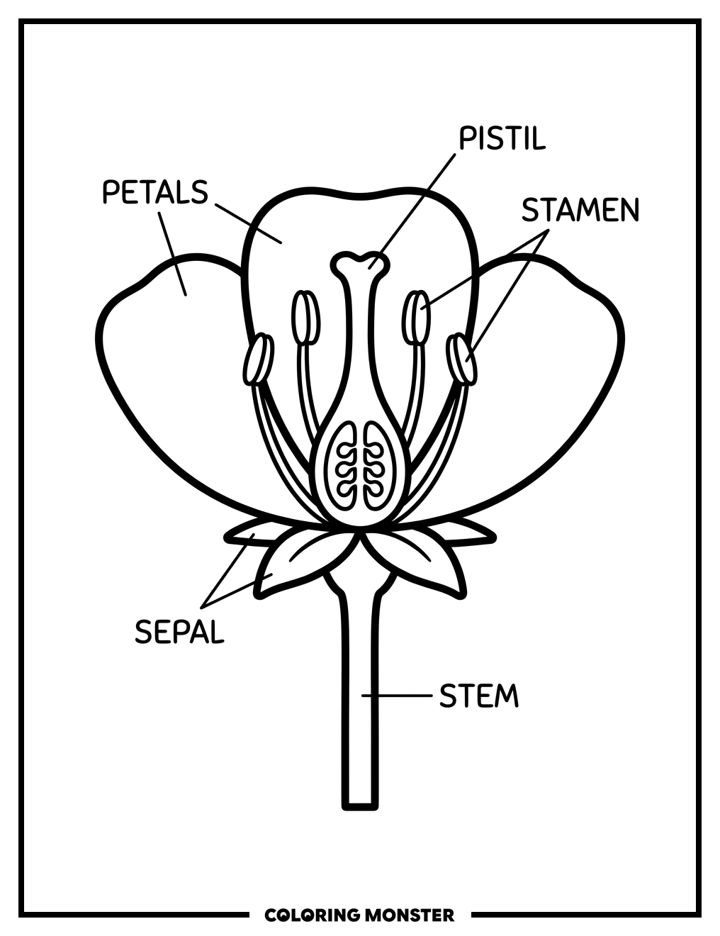 Simple Flower Diagram with Labels Coloring Page