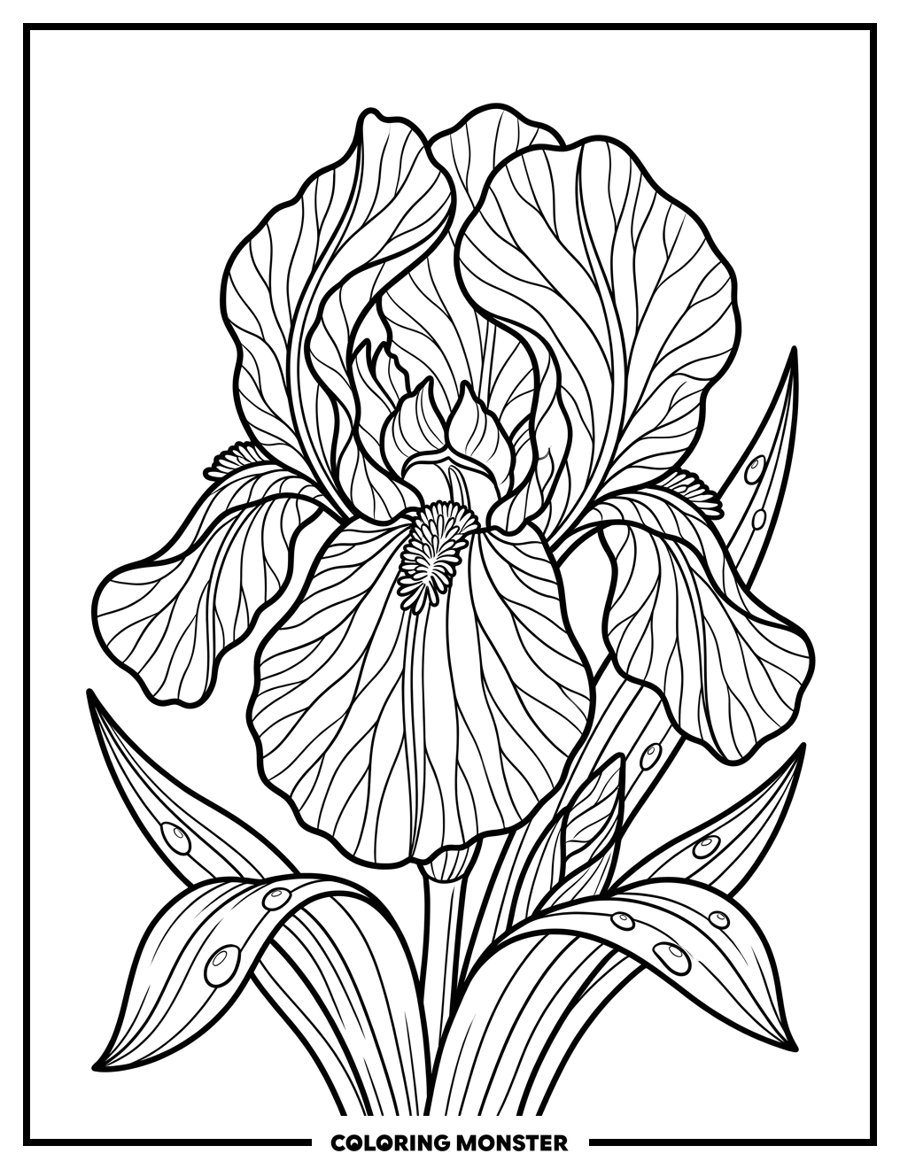 Single Iris Flower with Dewdrops Coloring Page