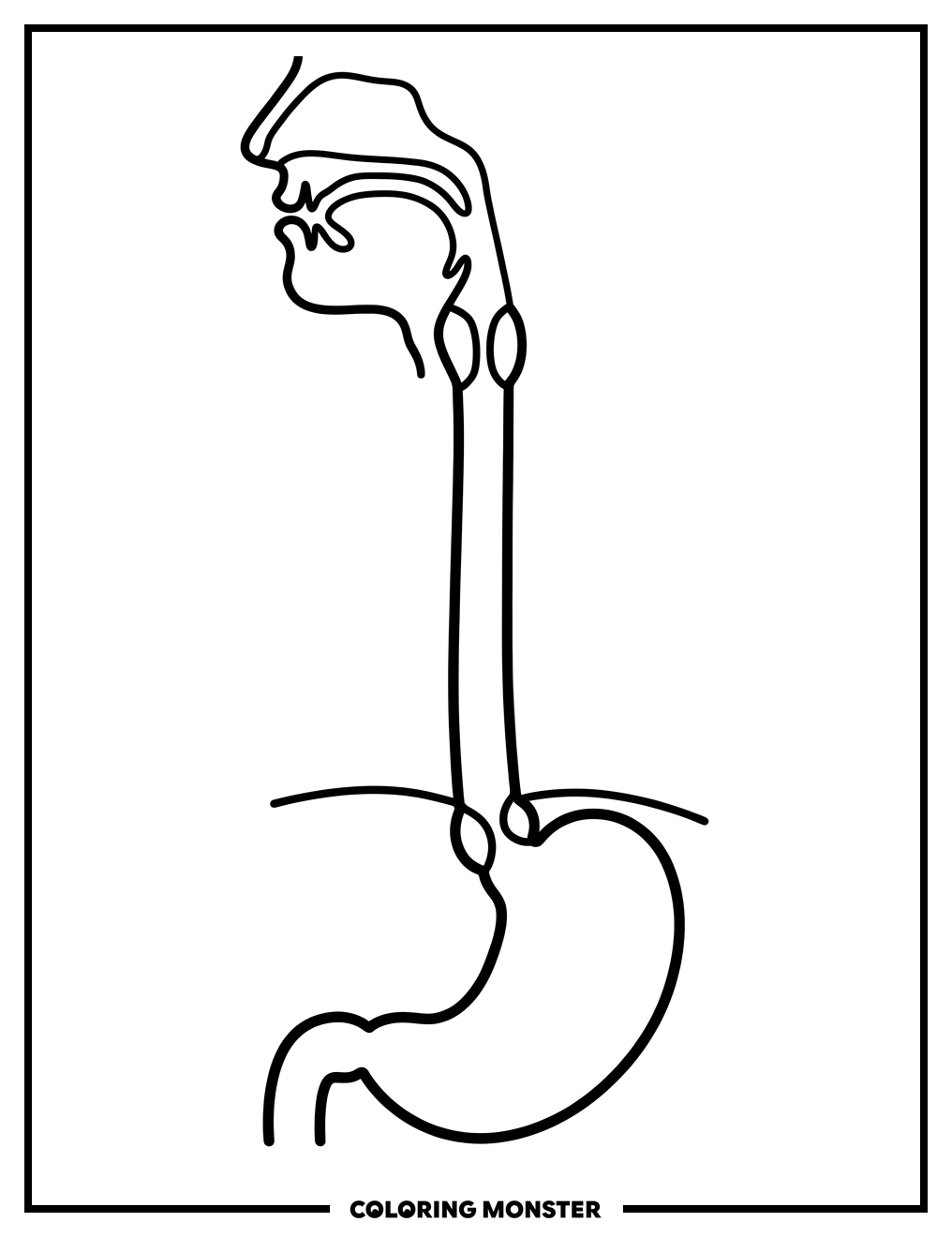 The Human Esophagus Coloring Page