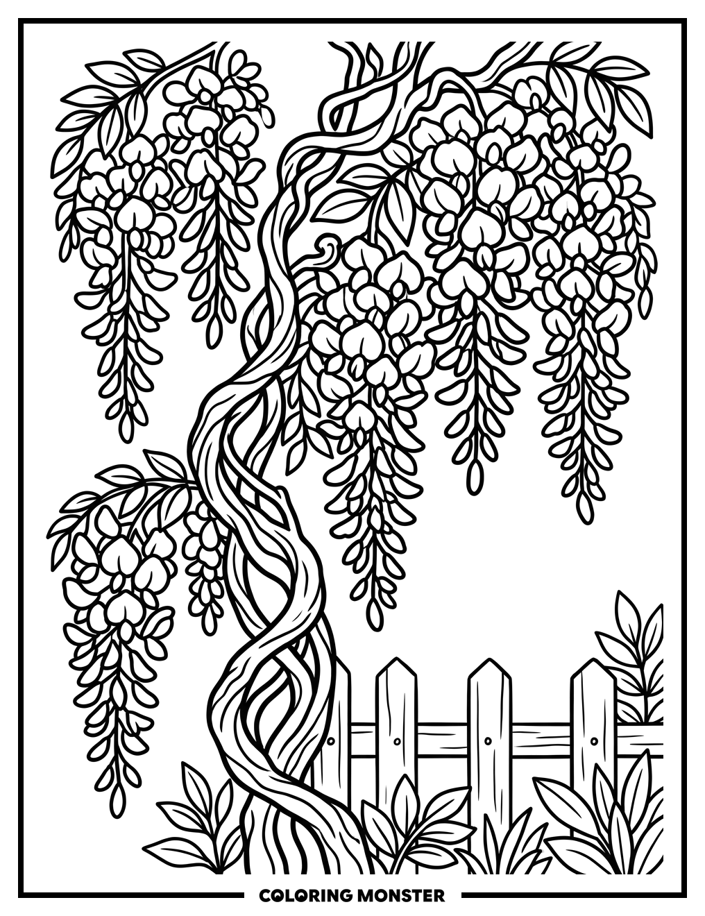 Wisteria Blossoms Cascading Down Coloring Page